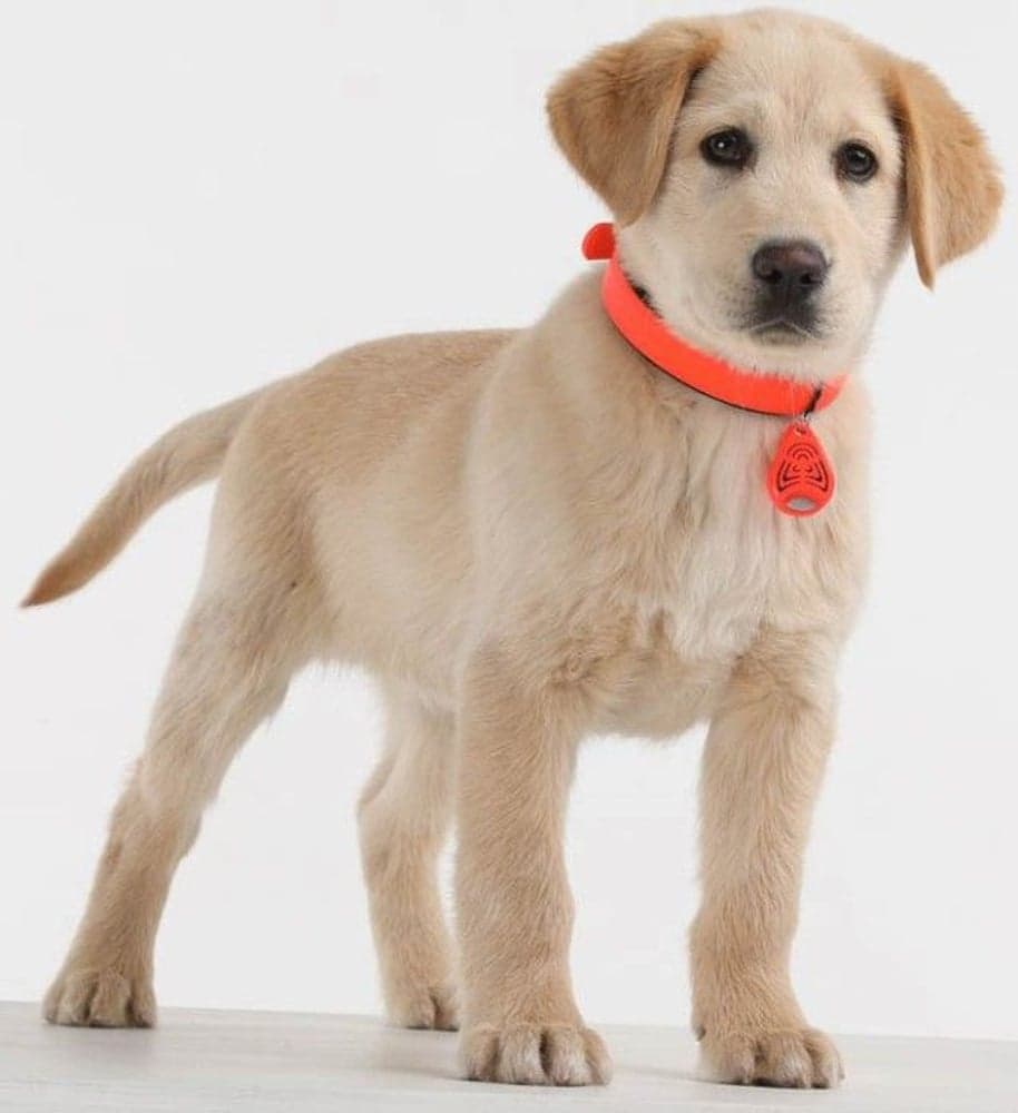 PET Ultrasonic Tick Repeller, view: 4