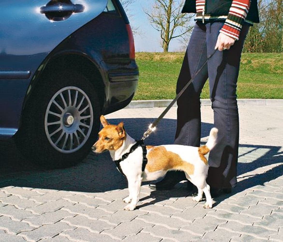 Bilsele Small 30-60 cm, view: 1