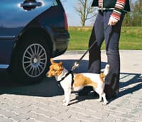 Bilsele Small 30-60 cm - view: 1