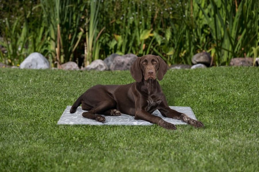 Kjøleteppe Soft M 50 × 40 cm, view: 4