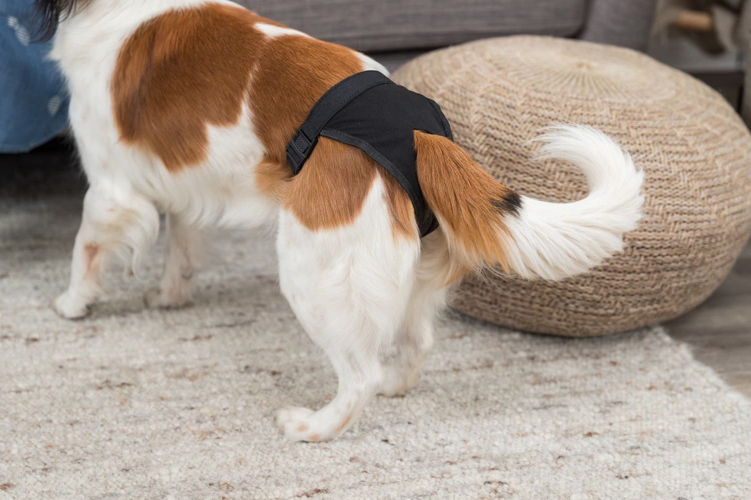 Tispetruse/Løpetidstruse L: 50-59 cm svart, view: 3