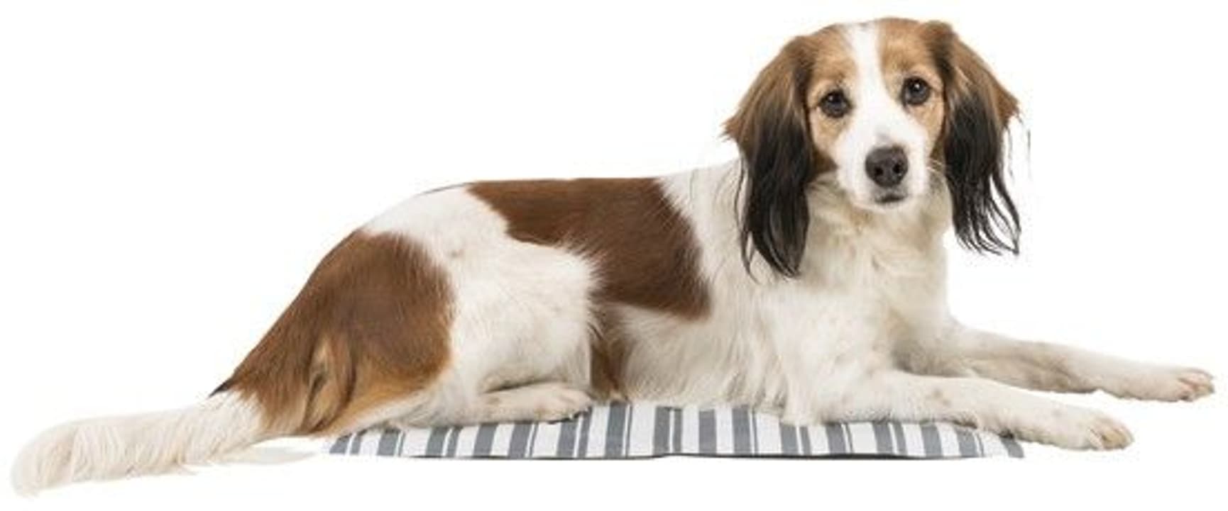 Kjølepute 65 x 50 cm Hvit/Grå, view: 1