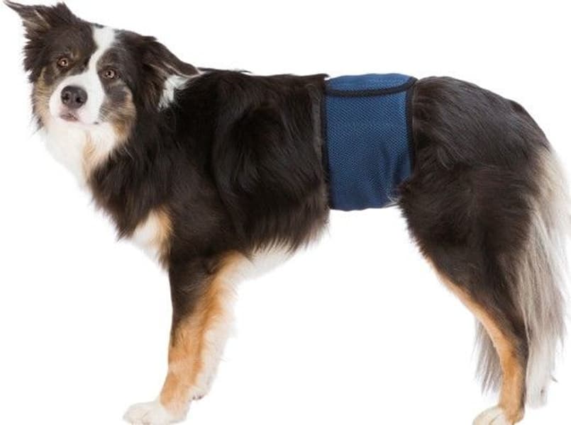 Hannhundsbeskyttelse Mørkeblå L-XL, view: 0