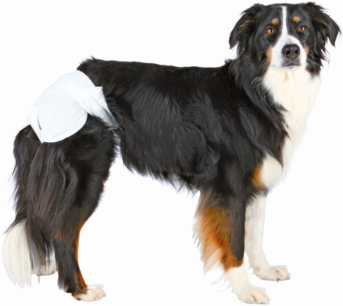 Bleier for Tisper M-L 36-52 cm 12-pack, view: 1