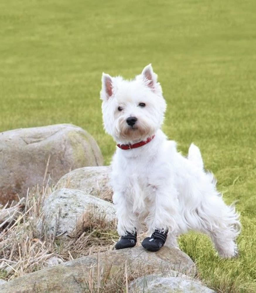 Hundesko Walker Active 2-Pack XS-S, view: 1