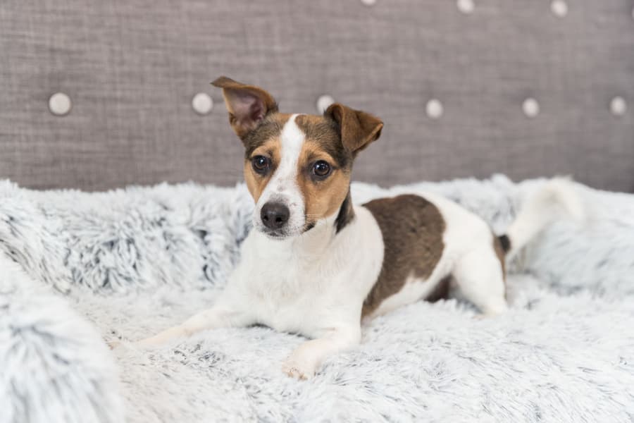 Harvey Hundeseng 90 × 90 cm Hvit/Svart, view: 1