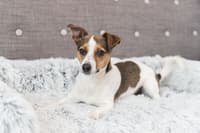 Harvey Hundeseng 90 × 90 cm Hvit/Svart - view: 1