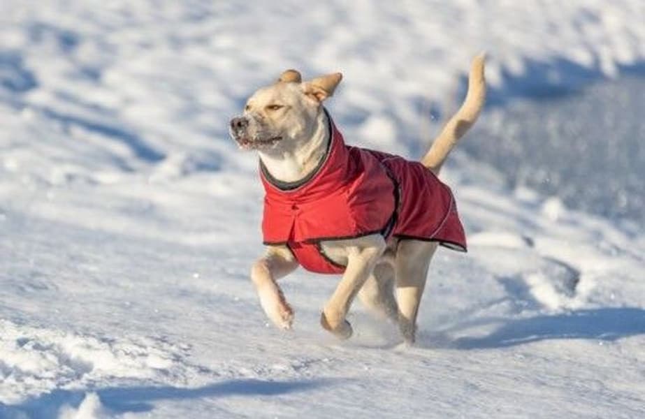 Explore Thermo Winter Coat Sangria 62 cm, view: 3