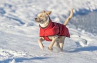 Explore Thermo Winter Coat Sangria 55 cm - view: 3