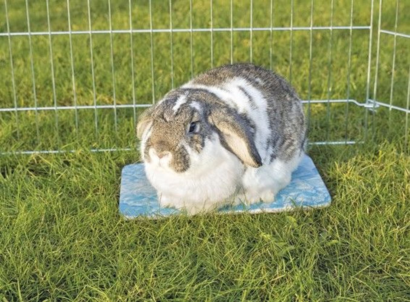 Kjøleplate for kanin/marsvin 28×20cm Blå, view: 1