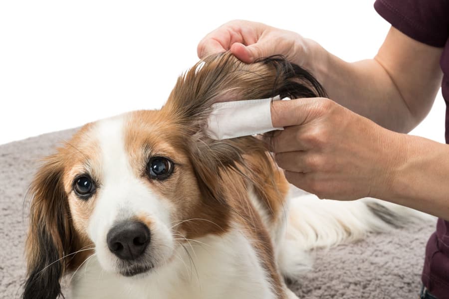 Fingerpads Aloe Vera För Öronvård 50 St, view: 1