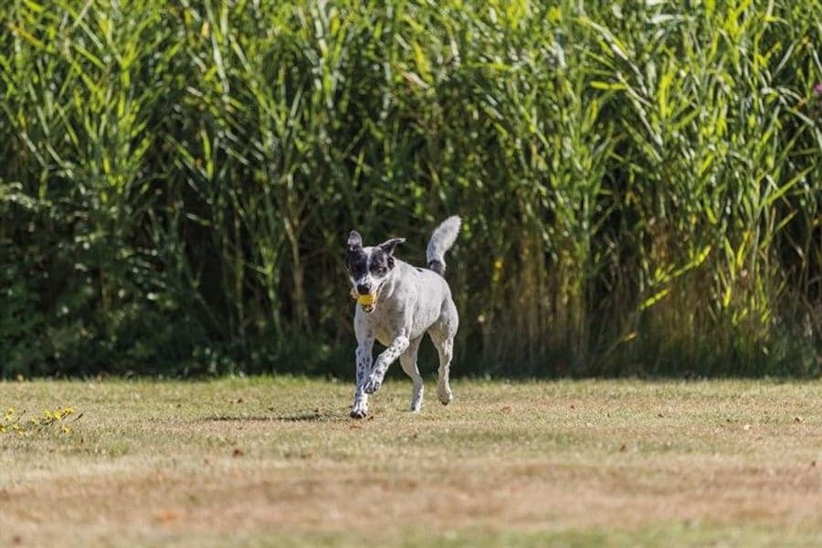 sportsball med rem TPR ø6 cm / 20 cm Lime, view: 2