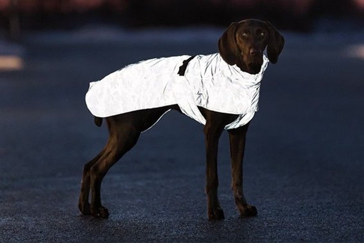 Lunas Regndekken Helrefleks Silverblå 36-45cm, view: 0