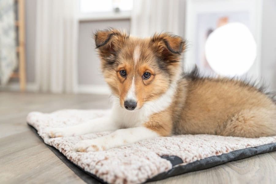 Calida varmereflekterende liggeteppe 100 x 65 cm, view: 7