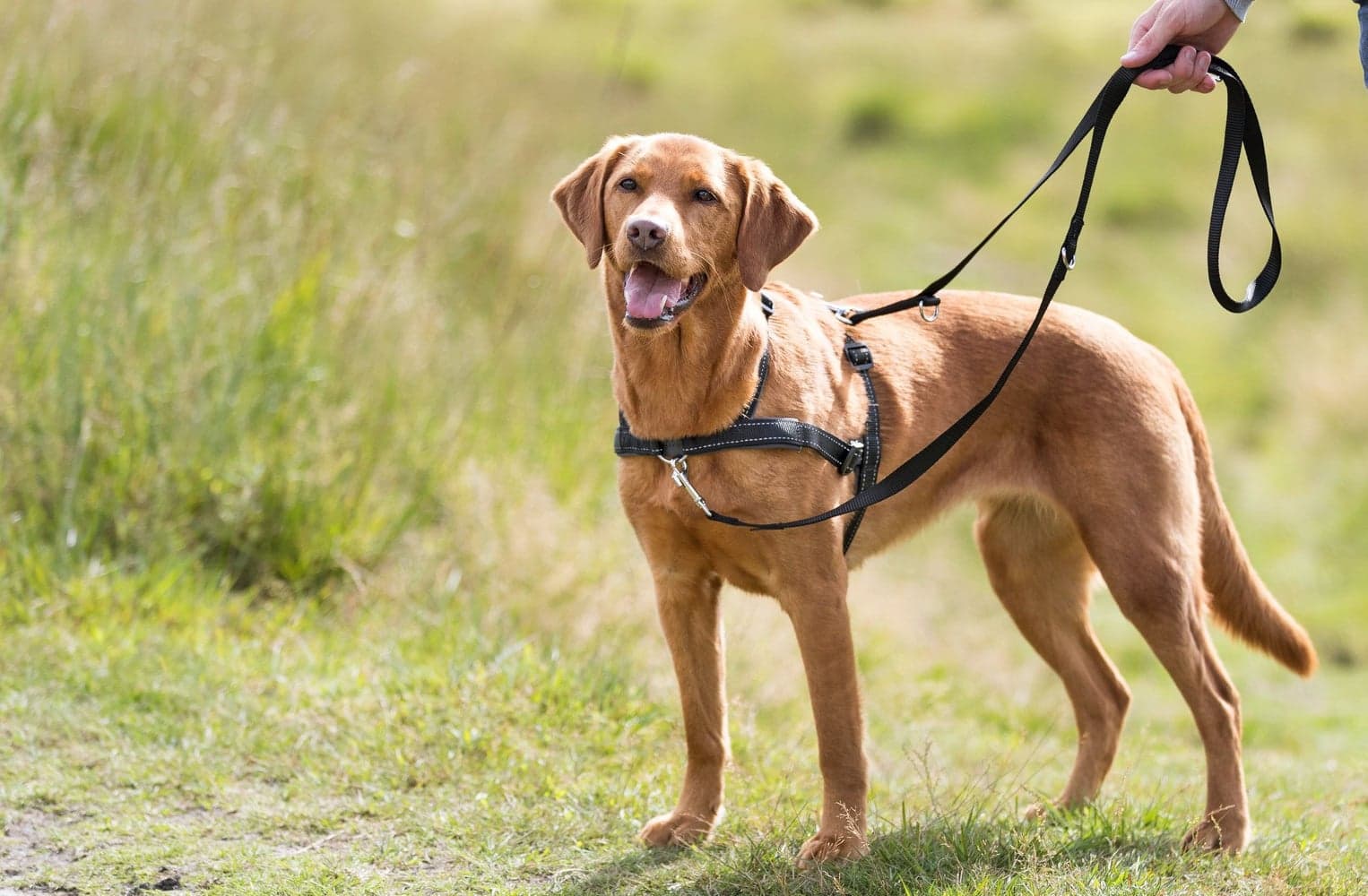 Lead'n'walk Soft Treningssele L-XL 65-105 cm/25 mm Svart, view: 1