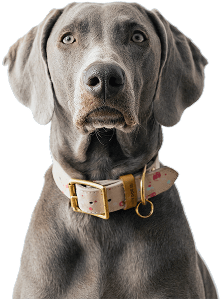 Dog Treats Calming 50 g, view: 4