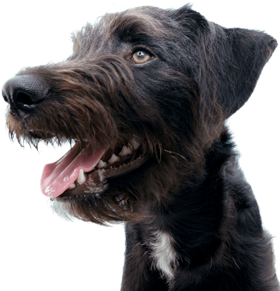 Dog Treats Skin & Coat 50 g, view: 4