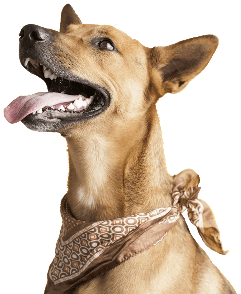 Dog Treats Hip & Joint 50 g, view: 4