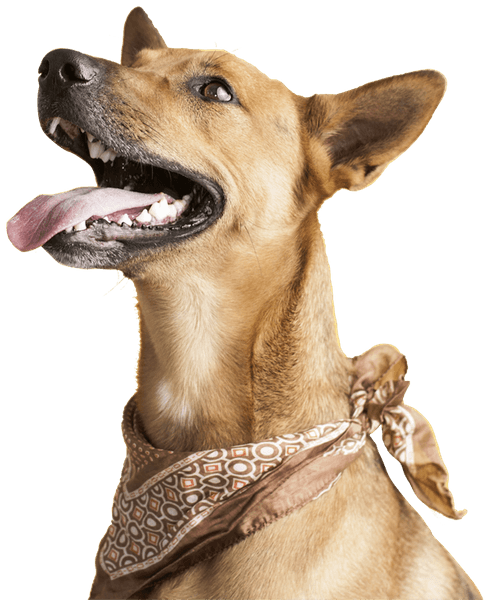 Dog Treats Hip & Joint 50 g, view: 4