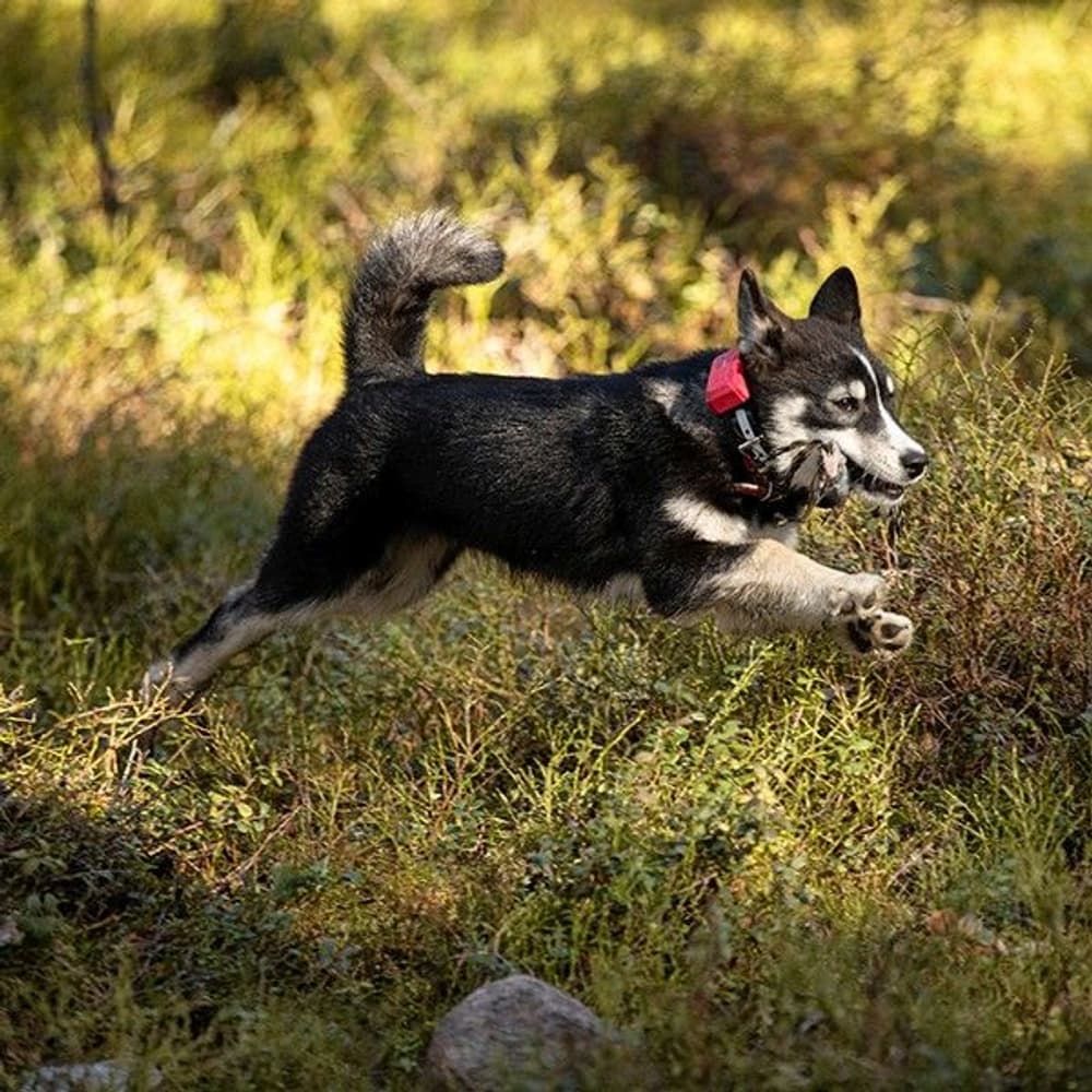 R10 Hybrid GPS Dog Tracking Device, view: 2