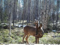 UOVision Compact  LTE/4G 20MP Cloud - view: 3