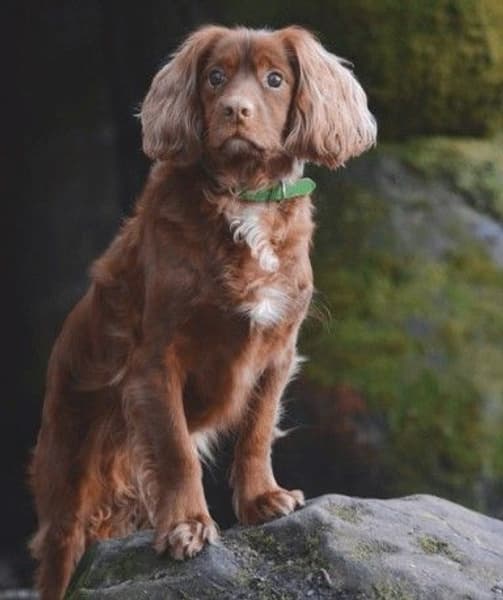 Färgglatt Halsband Grönt, view: 1