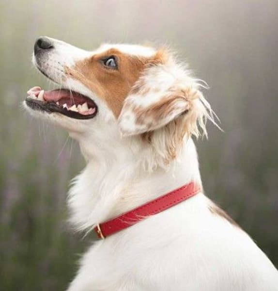 Fargerik Halsbånd Rød, view: 1