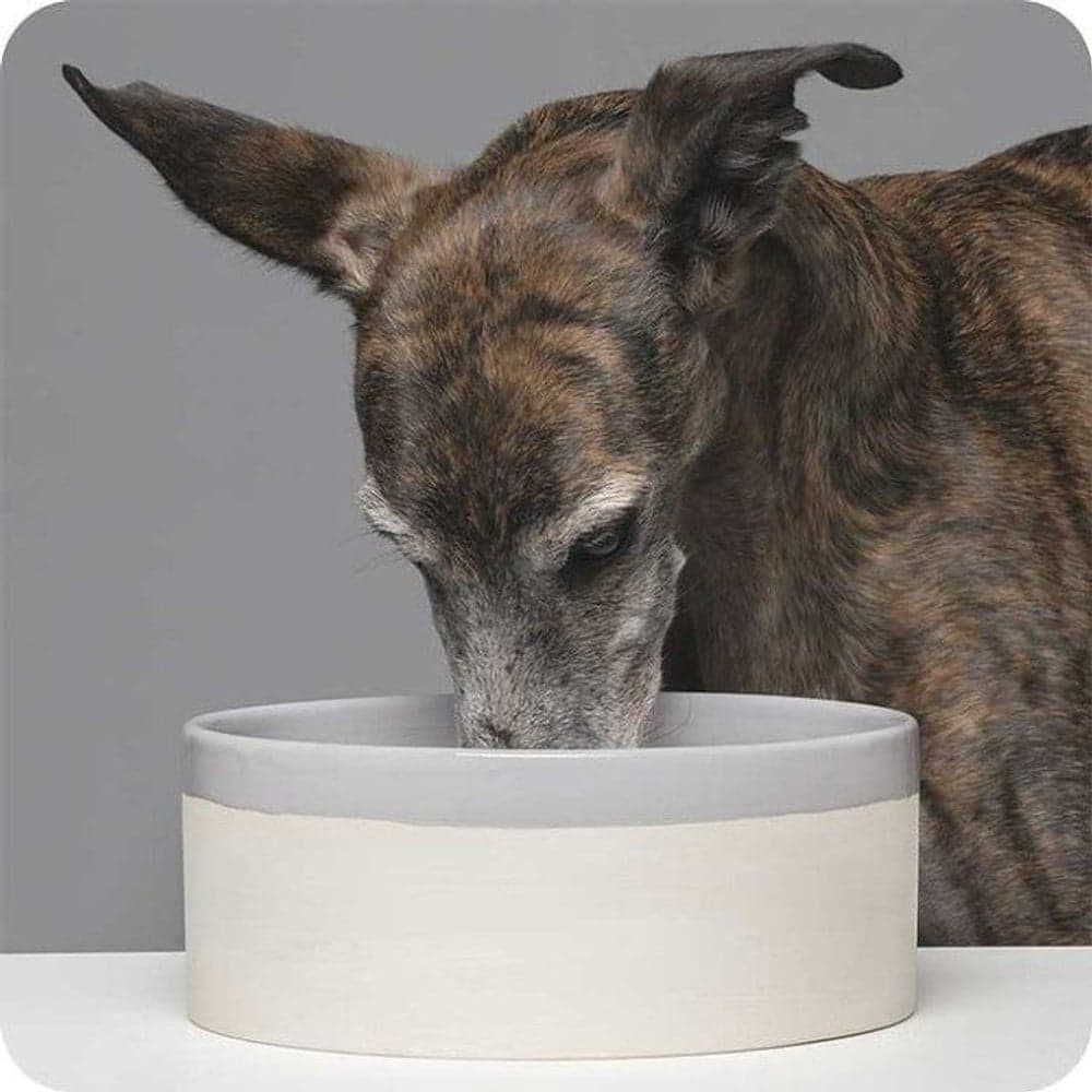 Käka Hundeskål Sandy & Feather Grey Stor, view: 1