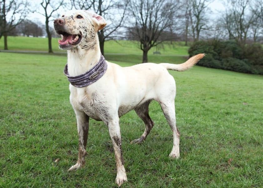 Insect Shield Snood S, view: 4