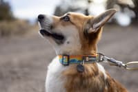 Crag Collar Rising Wave - view: 2