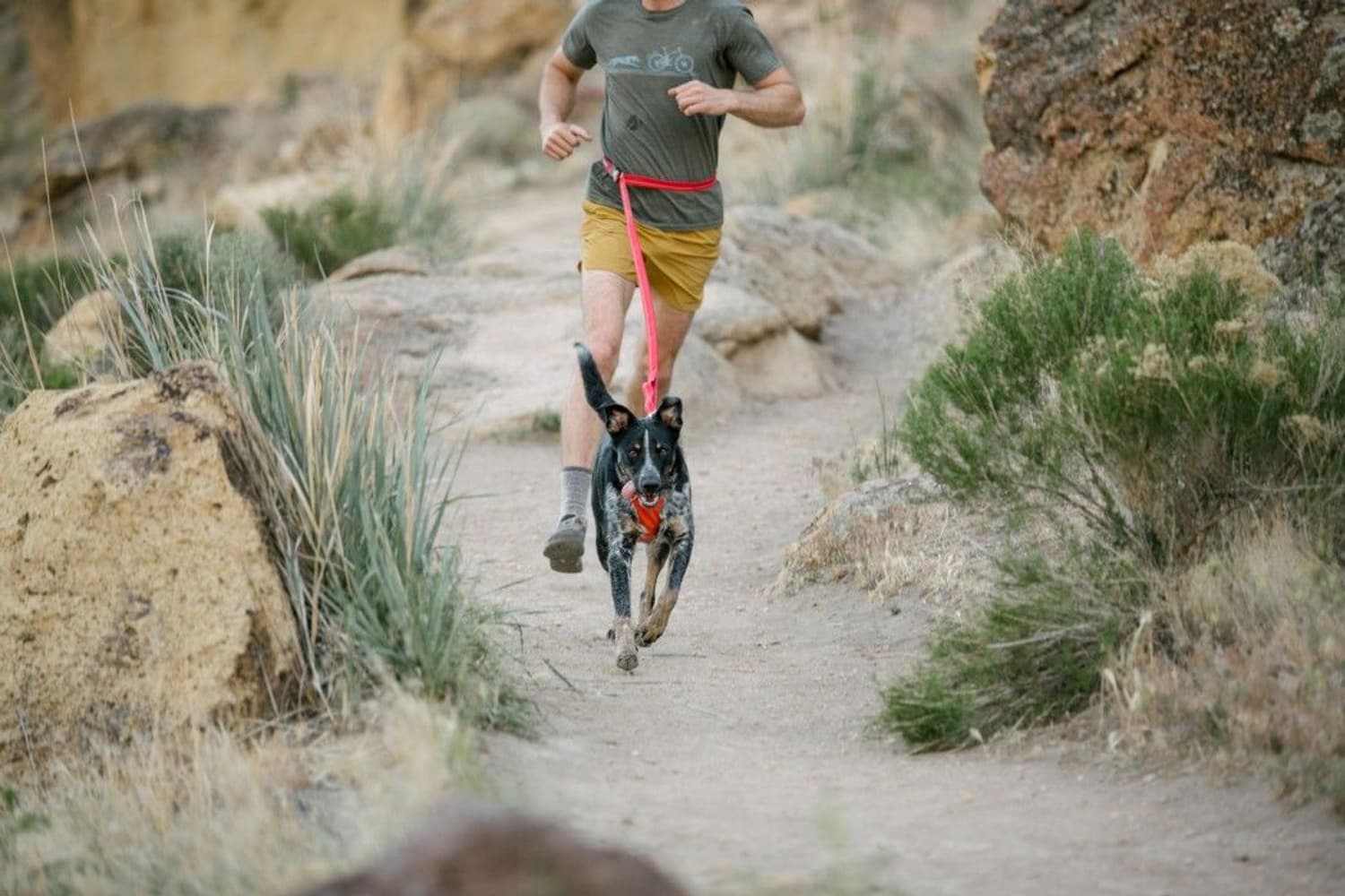 Roamer Leash Red Currant, view: 7