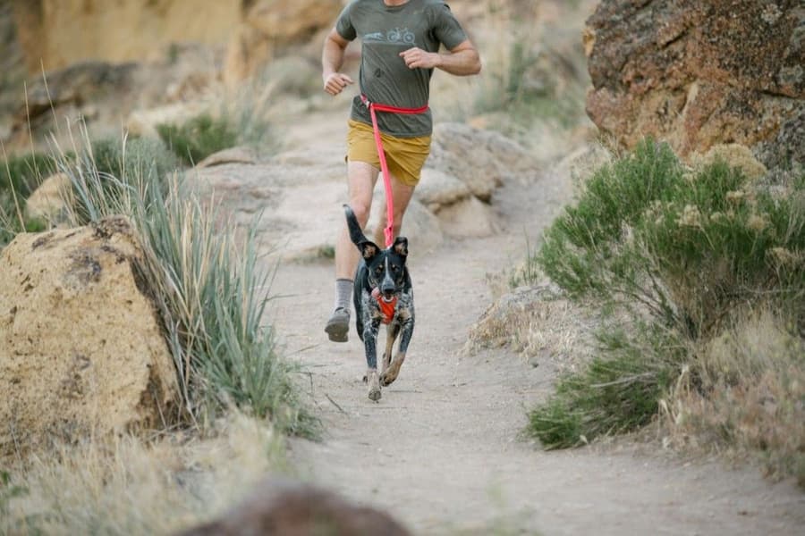 Roamer Leash Red Currant, view: 7