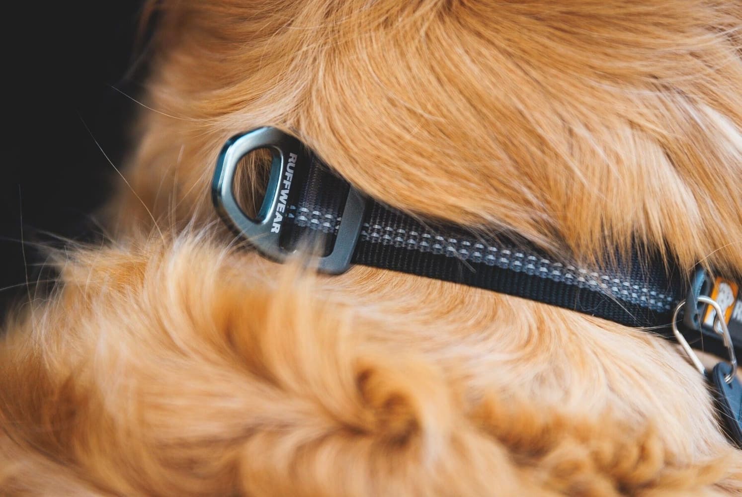 Top Rope Collar Basalt Gray, view: 4