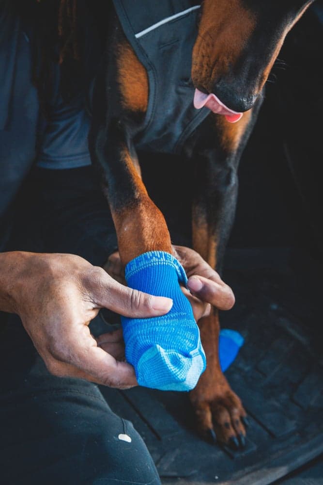 Bark'n Boot Socks Earth Brown, view: 4