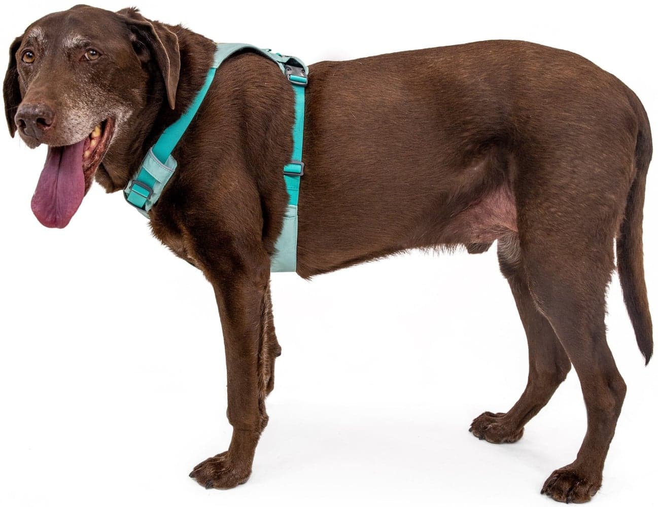 Hi & Light Harness Alpenglow Pink, view: 8