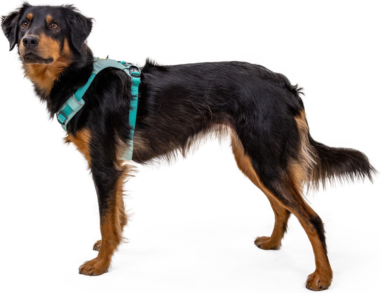 Hi & Light Harness Basalt Gray, view: 6