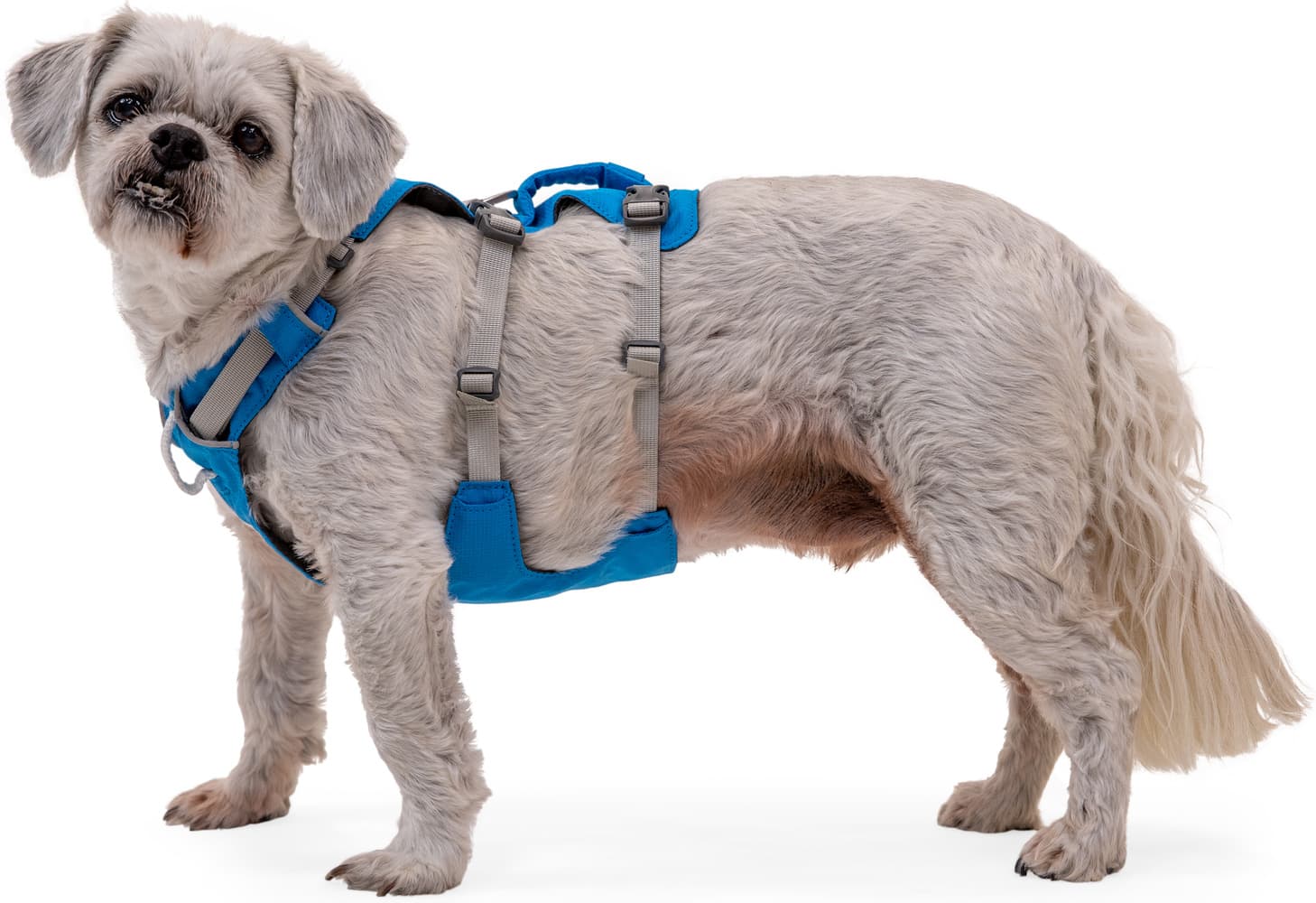 Flagline Harness Basalt Gray, view: 5