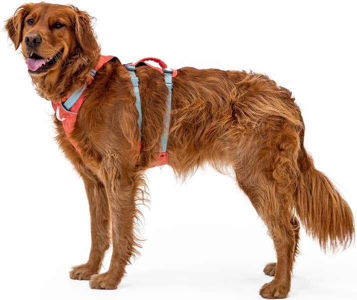 Flagline Harness Basalt Gray, view: 7