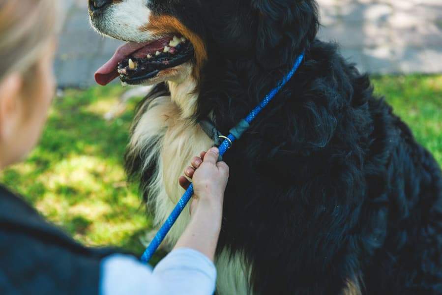 Just-a-Cinch Leash Blue Pool, view: 6