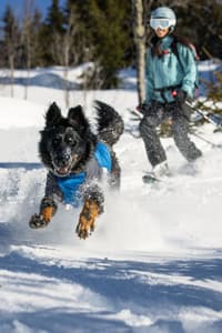 Powder Hound Jacket Blue Pool - view: 3