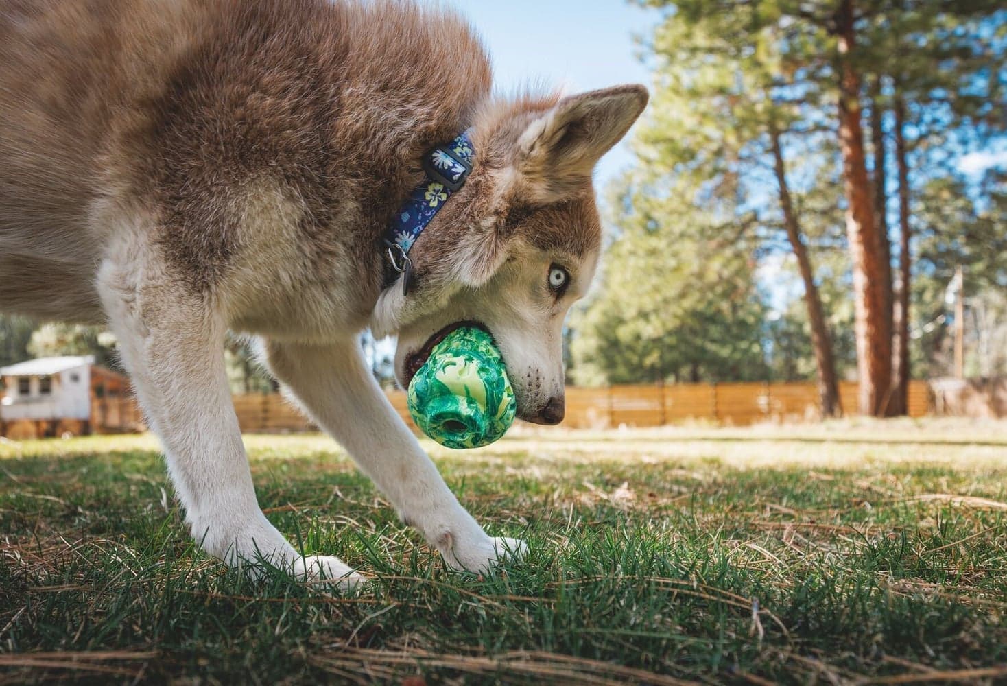 Morel Moss Green, view: 2