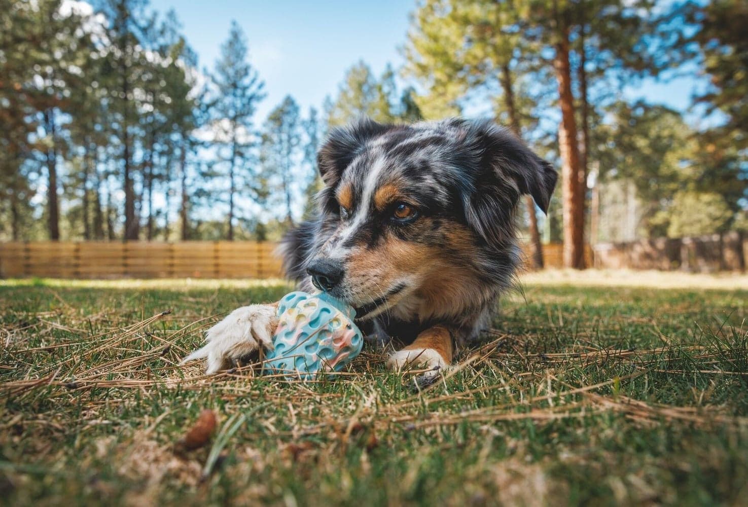 Morel Blue Prism, view: 3