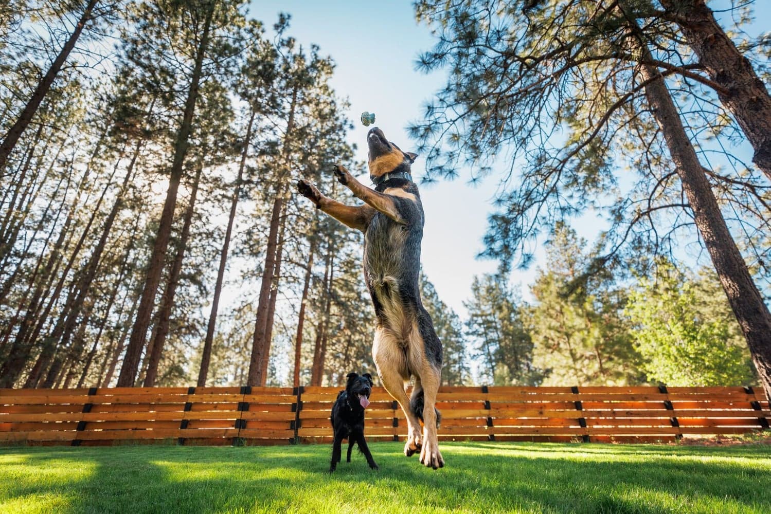 Toadstool Blue Prism, view: 5