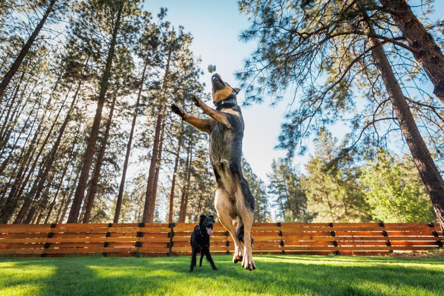 Toadstool Blue Prism, view: 5