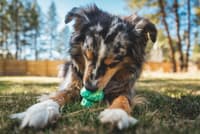 Toadstool Blue Prism - view: 3