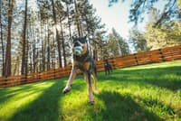 Toadstool Moss Green - view: 4