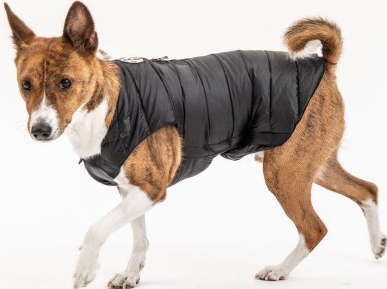 Hundedekken Black, view: 1