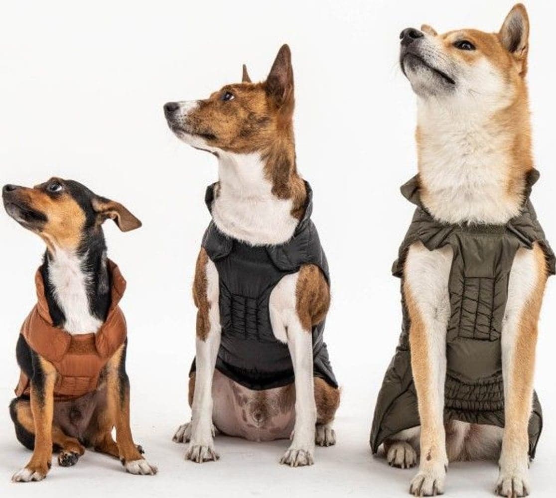 Hundedekken Black, view: 2