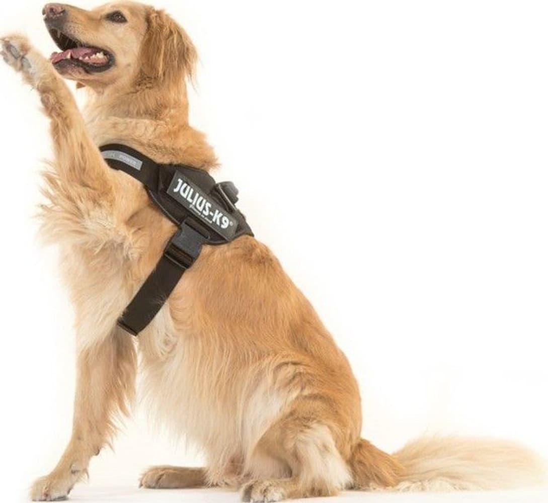 Julius-K9 IDC Powerharness Black XL, view: 2