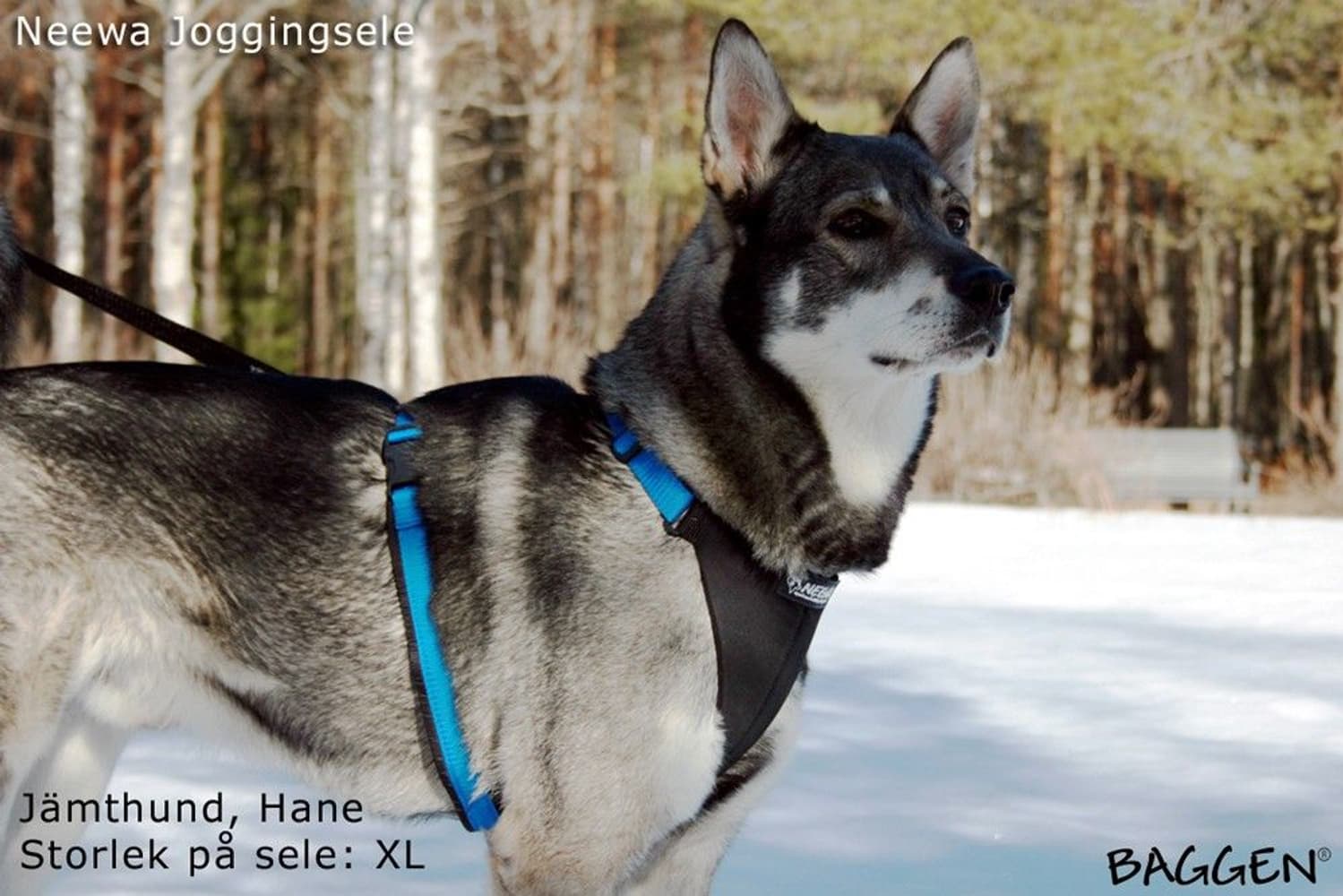 Joggingsele Svart, view: 5